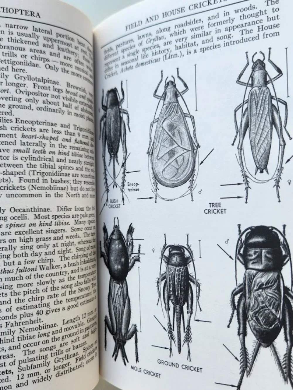 Peterson Field Guide Insects of America North of Mexico Vintage Book Entomology
